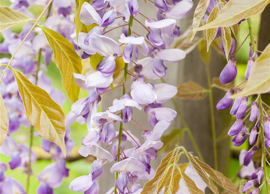 Wisteria floribunda Blau