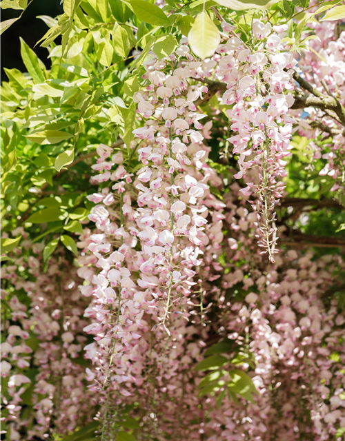 Wisteria floribunda Rosa