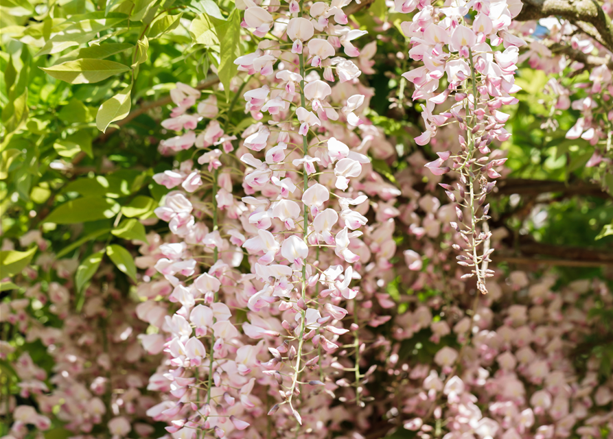 Wisteria floribunda Rosa