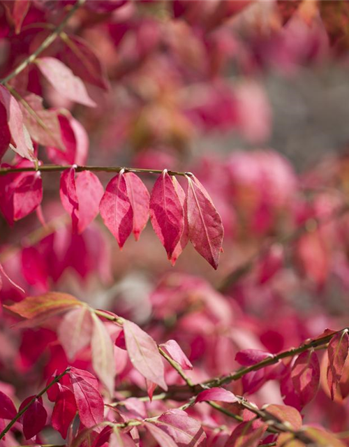 Euonymus alatus