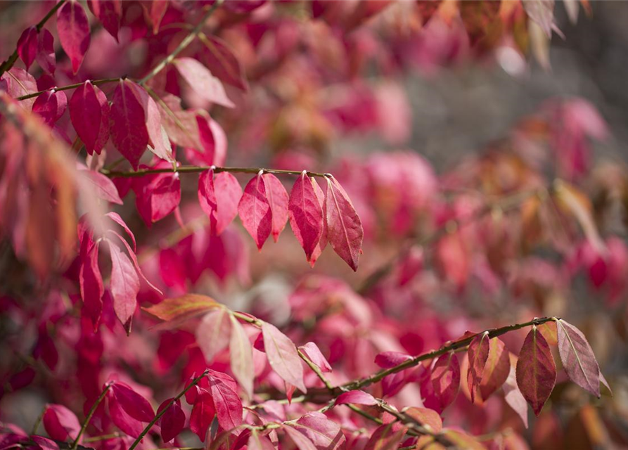 Euonymus alatus