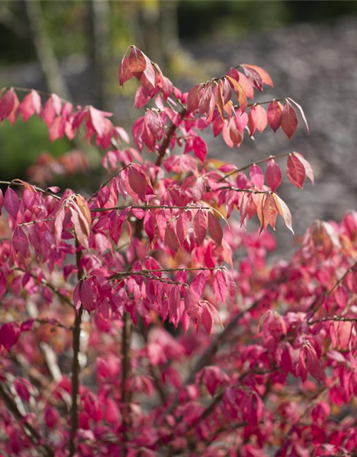 Euonymus alatus