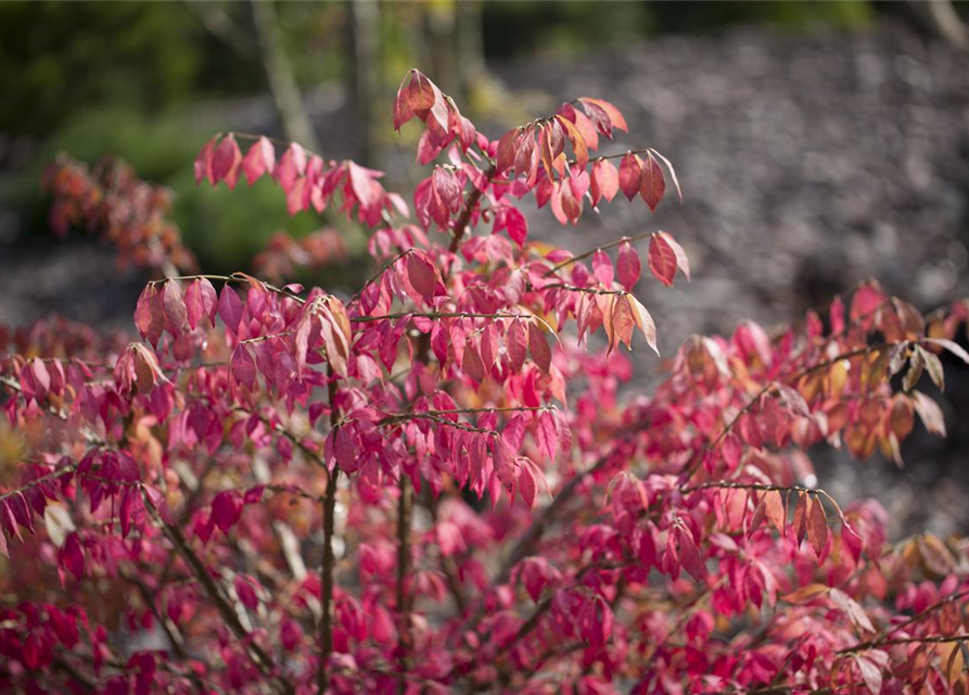 Euonymus alatus