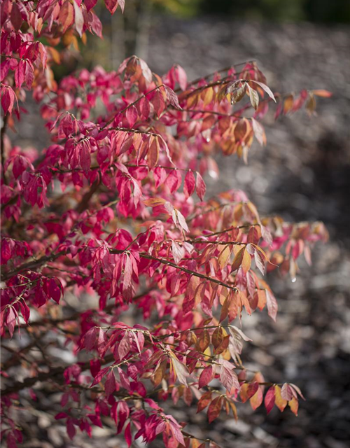 Euonymus alatus