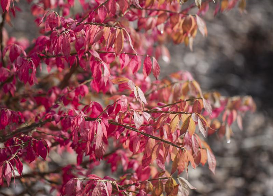 Euonymus alatus