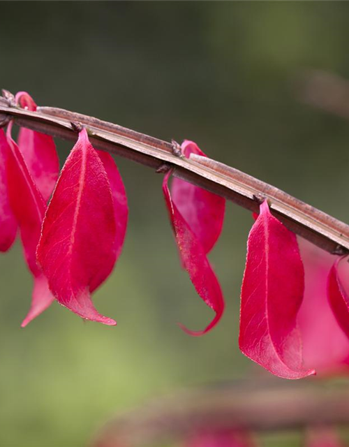 Euonymus alatus