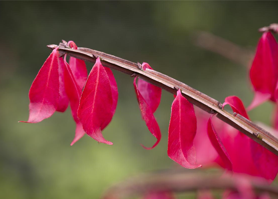 Euonymus alatus