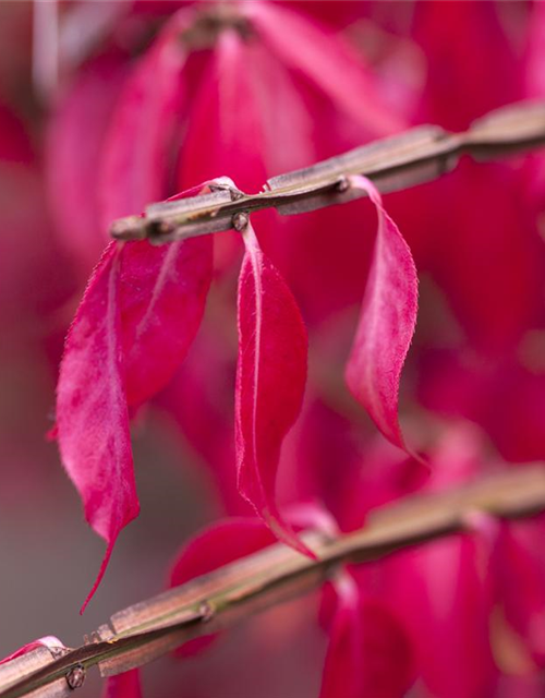 Euonymus alatus