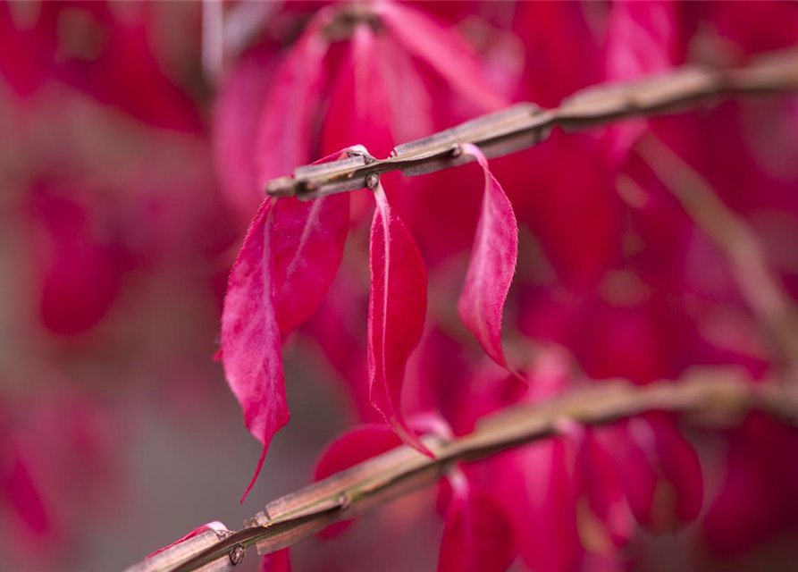 Euonymus alatus