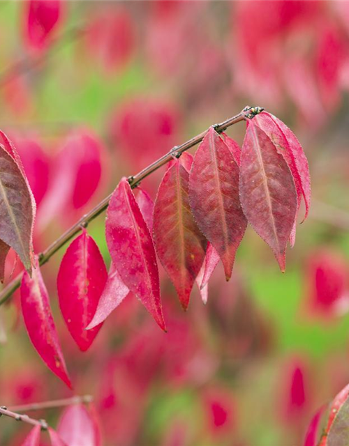 Euonymus alatus