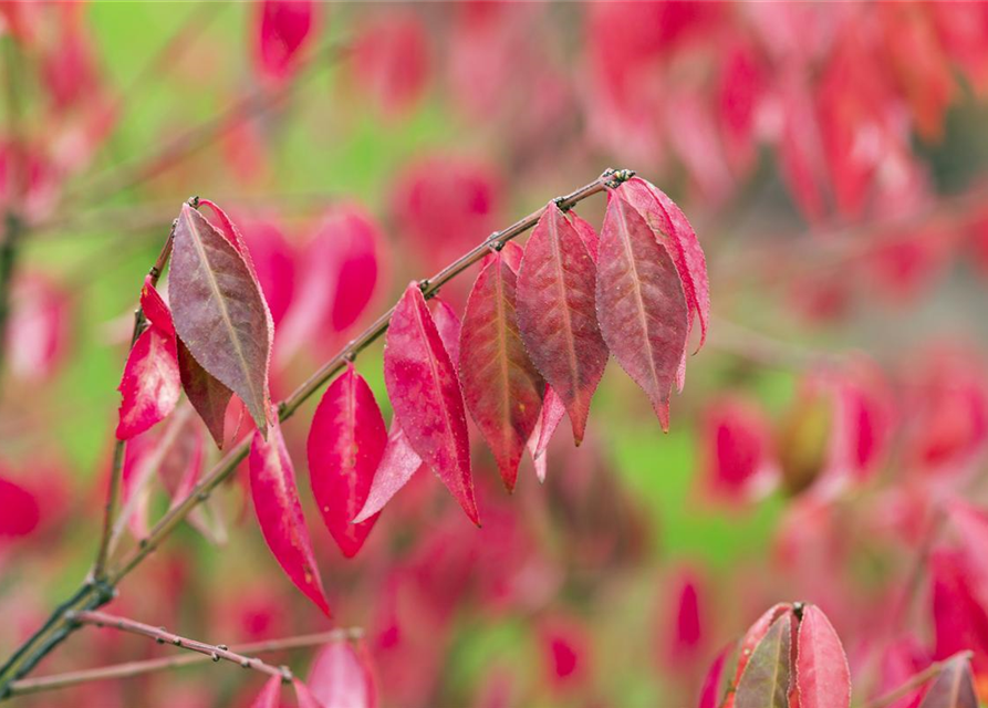 Euonymus alatus