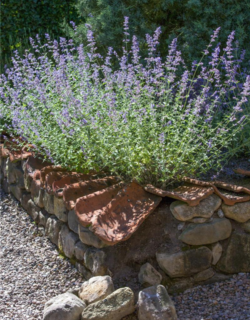 Perovskia atriplicifolia Blue Spire