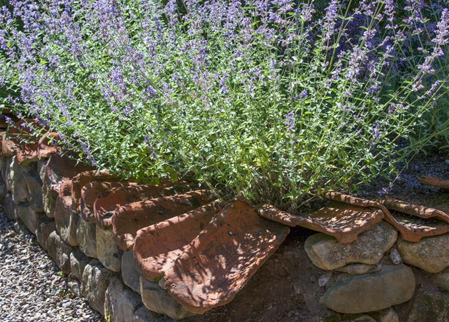 Perovskia atriplicifolia Blue Spire