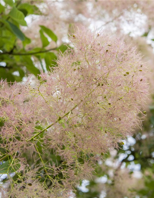 Cotinus coggygria Young Lady