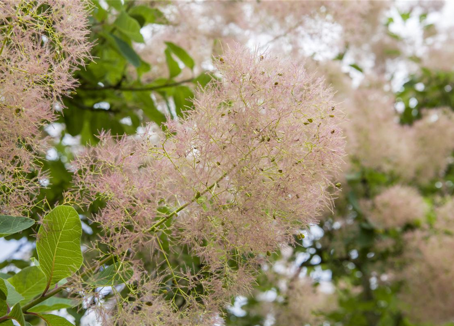 Cotinus coggygria Young Lady