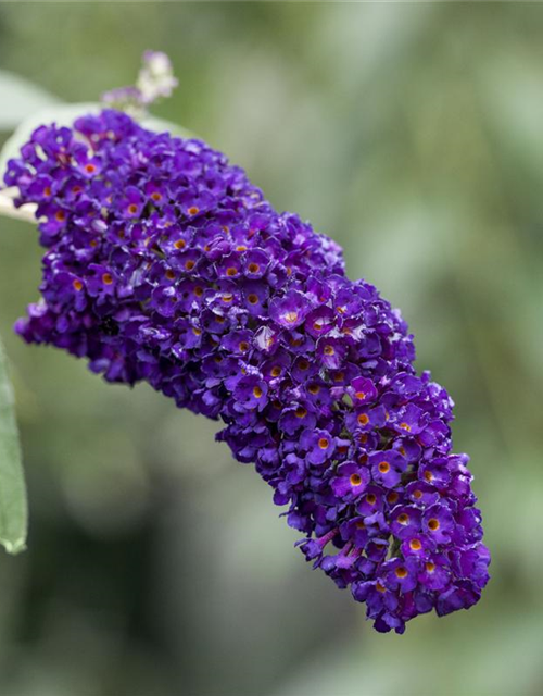 Buddleja davidii Black Knight