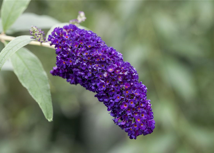 Buddleja davidii Black Knight