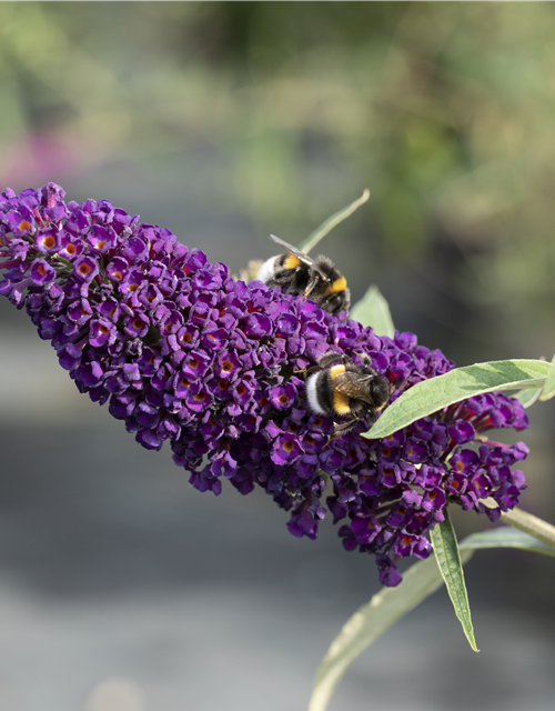 Buddleja davidii Black Knight