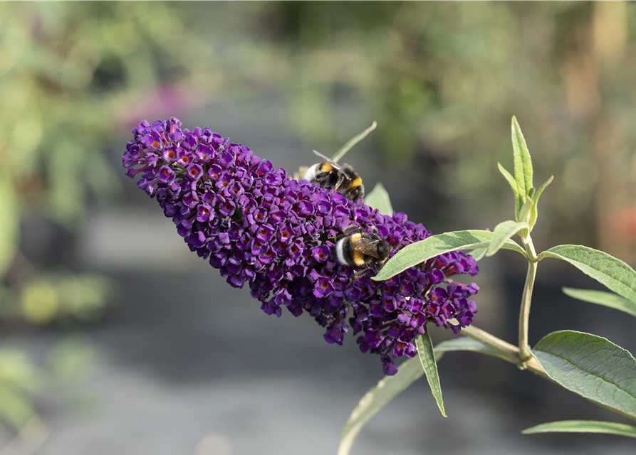 Buddleja davidii Black Knight