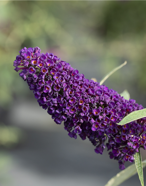 Buddleja davidii Black Knight