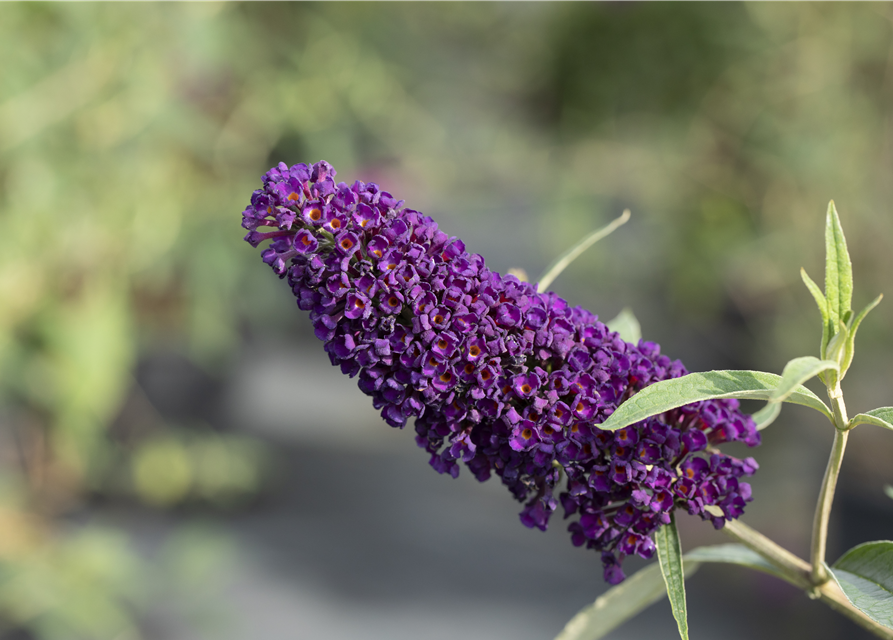 Buddleja davidii Black Knight