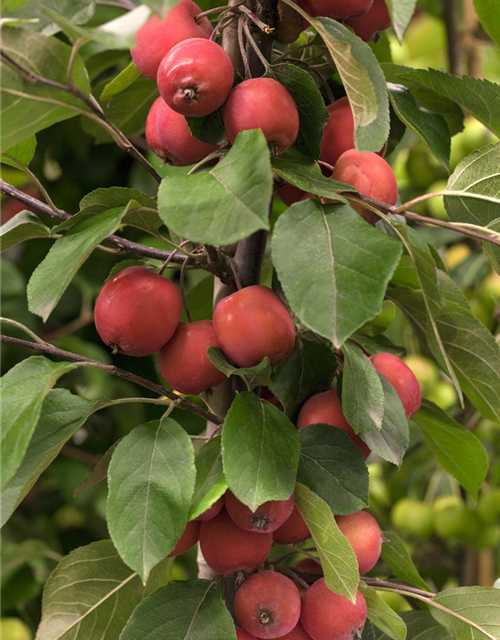 Malus Red Jade