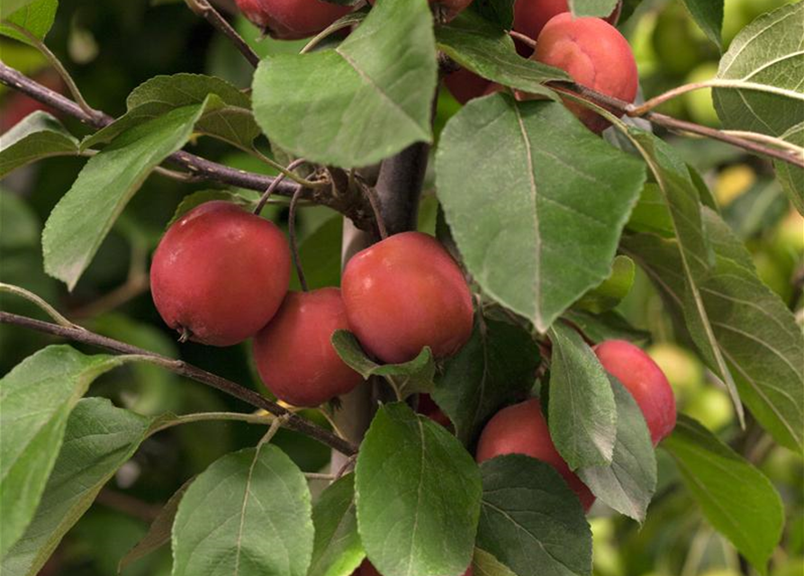 Malus Red Jade