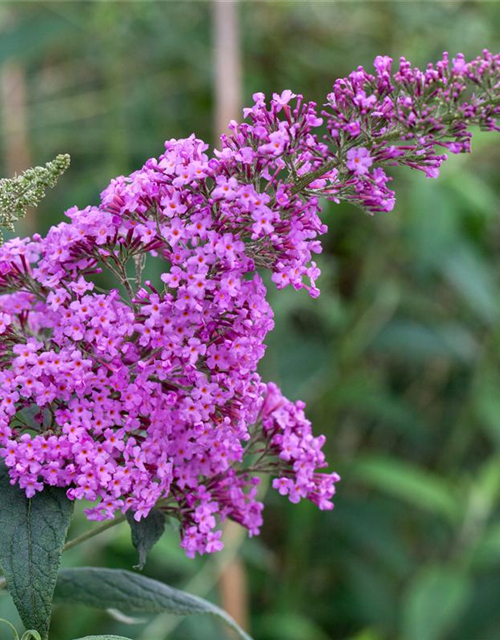 Buddleja davidii Pink Delight