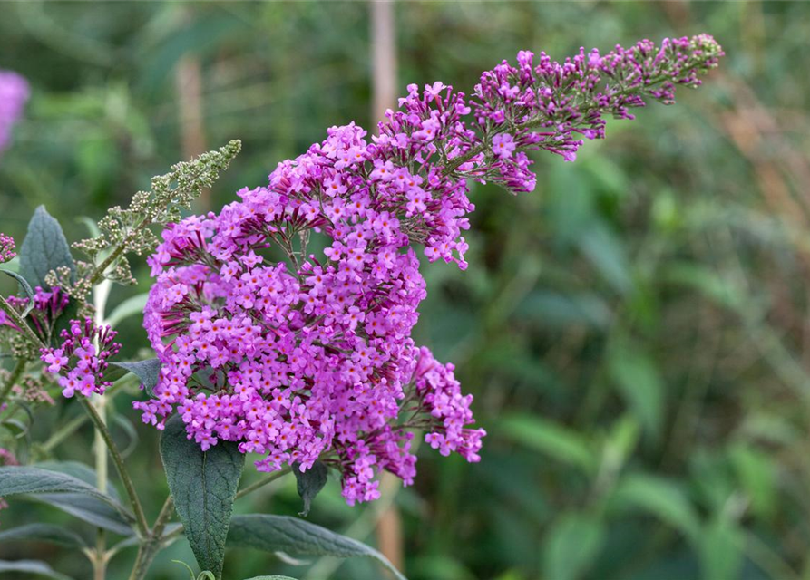 Buddleja davidii Pink Delight