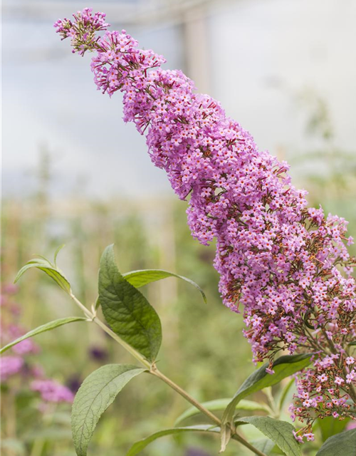 Buddleja davidii Pink Delight