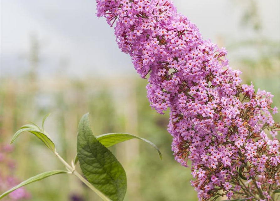 Buddleja davidii Pink Delight