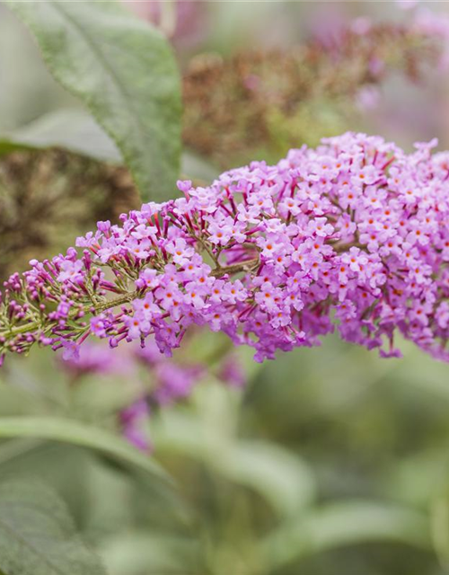 Buddleja davidii Pink Delight