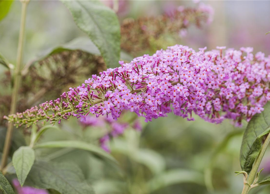 Buddleja davidii Pink Delight