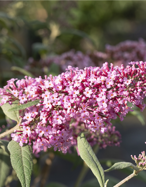 Buddleja davidii Pink Delight