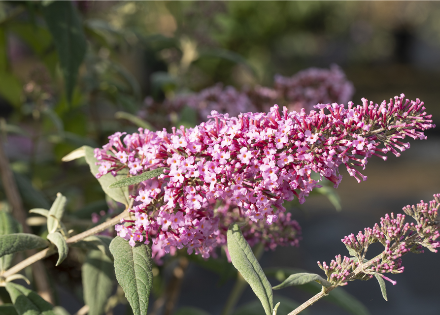 Buddleja davidii Pink Delight