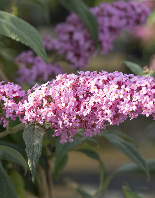 Buddleja davidii Pink Delight