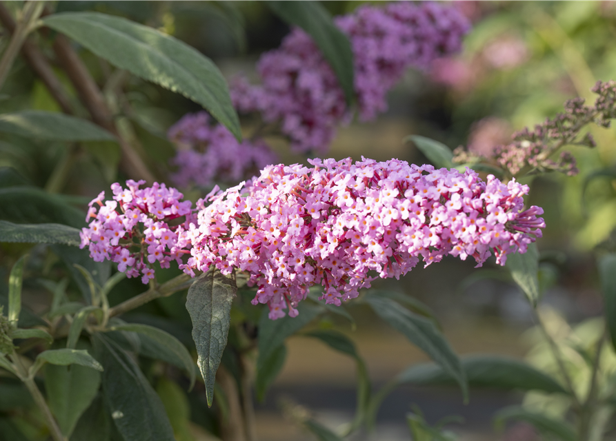 Buddleja davidii Pink Delight