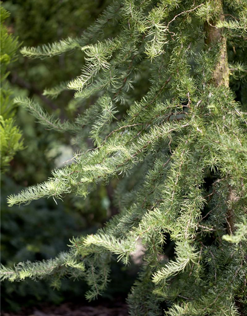 Larix Kaempferi Diana