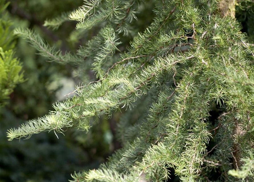 Larix Kaempferi Diana