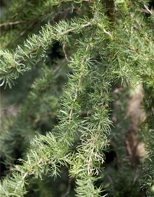 Larix Kaempferi Diana