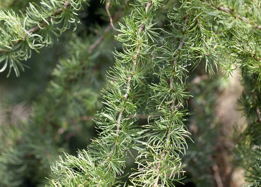 Larix Kaempferi Diana