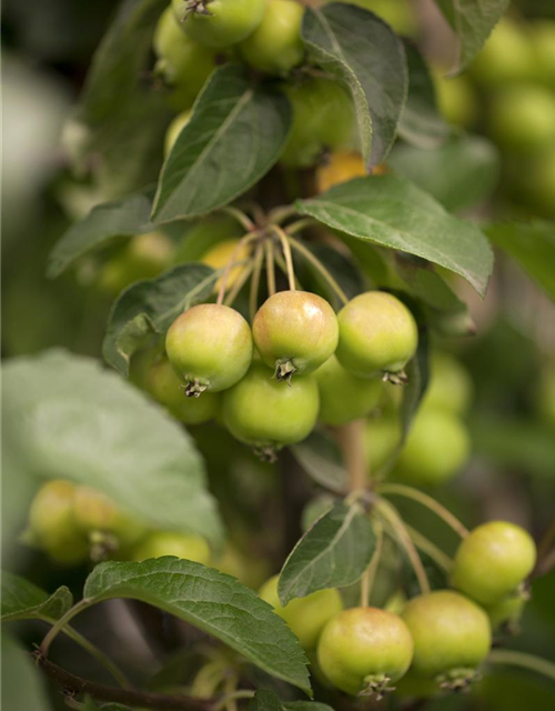 Malus hybride Golden Hornet