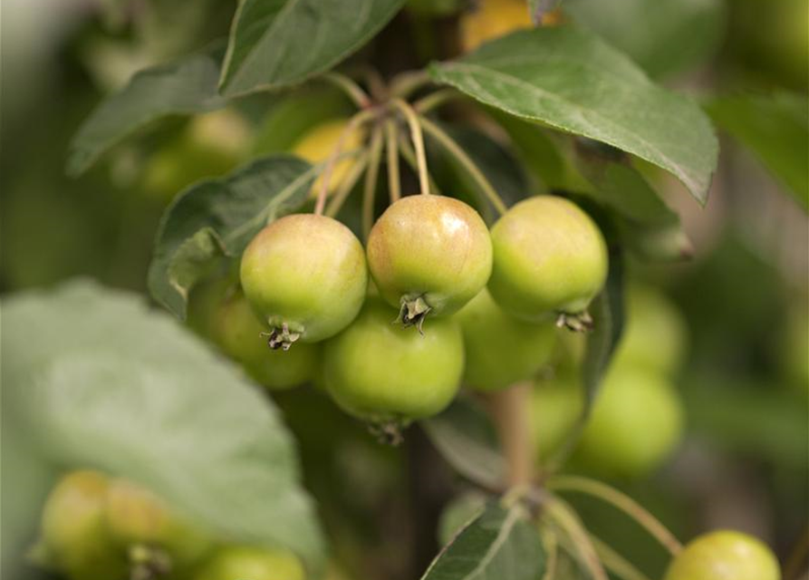 Malus hybride Golden Hornet