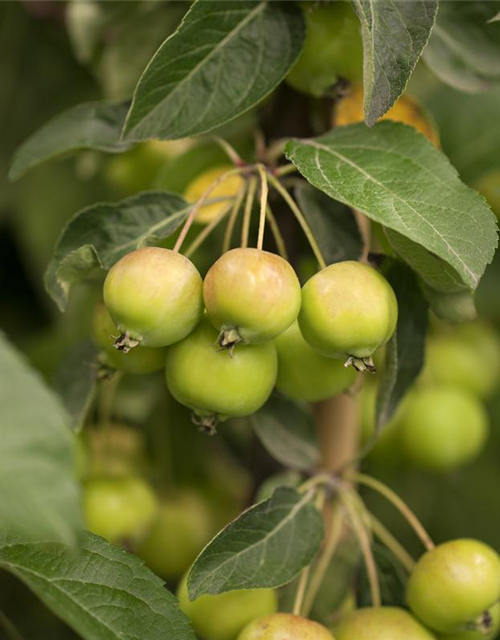 Malus hybride Golden Hornet