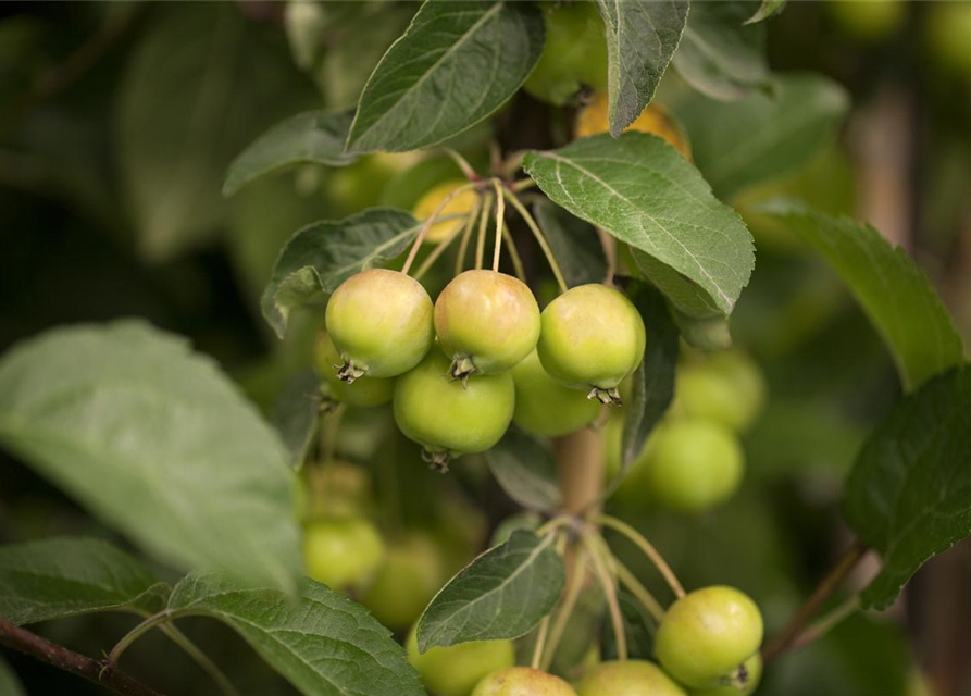 Malus hybride Golden Hornet