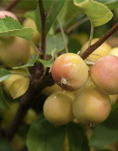 Malus hybride Golden Hornet