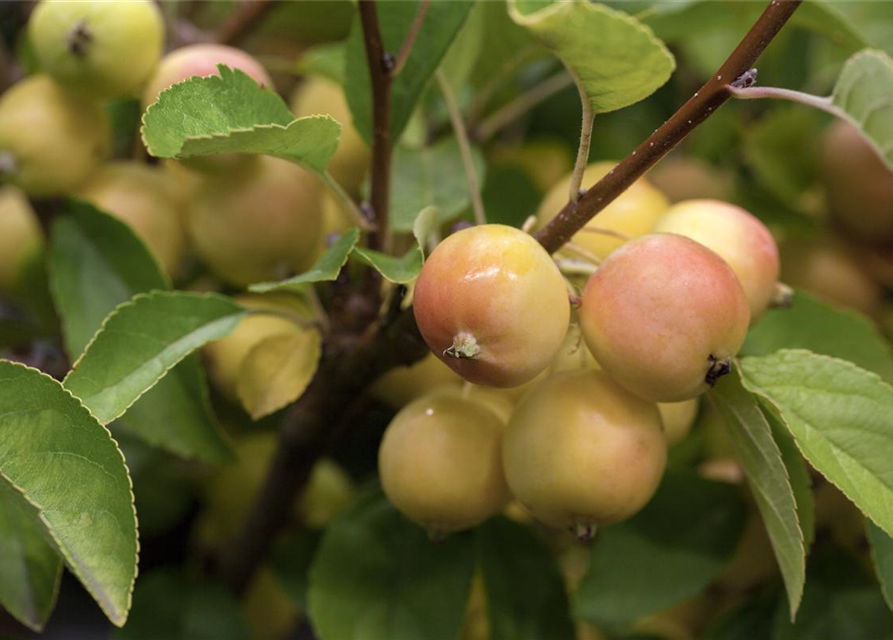 Malus hybride Golden Hornet