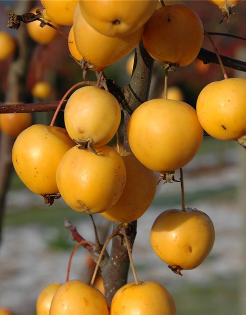 Malus hybride Golden Hornet