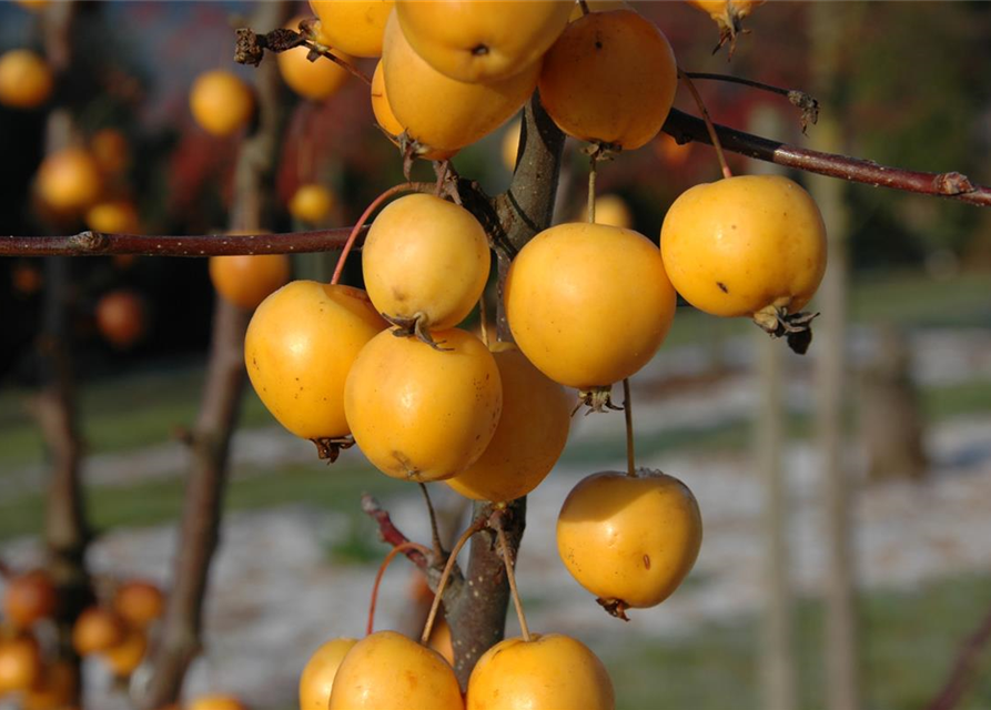 Malus hybride Golden Hornet