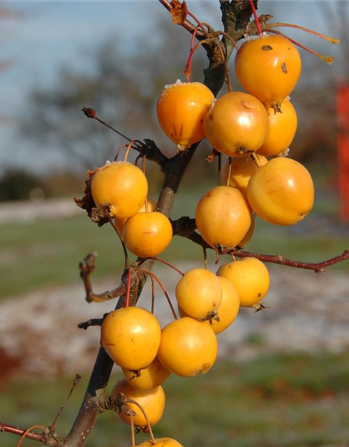 Malus hybride Golden Hornet